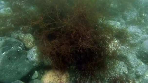 Underwater sea landscape of Antarctica Ocean. — Stock Video