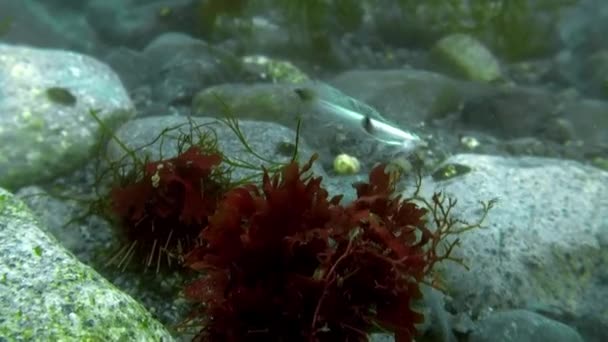 Underwater sea landscape of Antarctica Ocean. — Stock Video