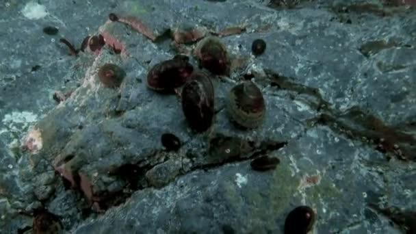 Подводный морской пейзаж Антарктиды. — стоковое видео