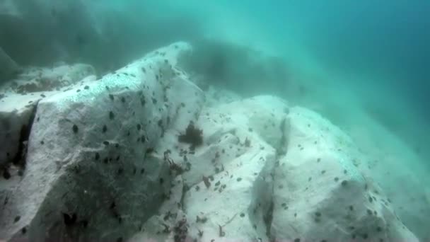 Подводный морской пейзаж Антарктиды. — стоковое видео
