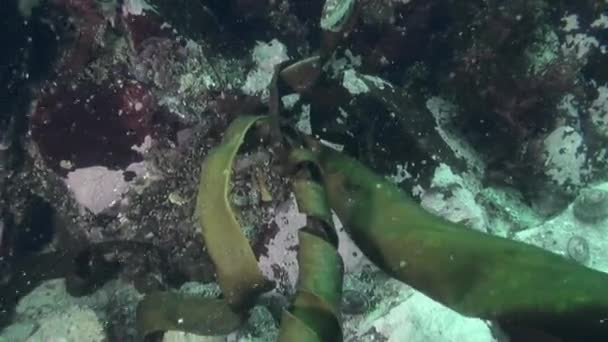 Paisaje marino submarino del Océano Antártico. — Vídeo de stock