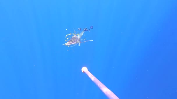 Ein Hai, der durch ein Plastiknetz verletzt wurde, schwimmt in Unterwasser-Ozeanabgrund. — Stockvideo