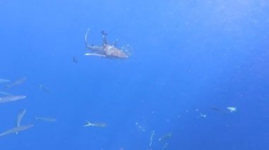 Plastik bir balık ağıyla yaralanmış bir köpekbalığı okyanus derinliklerinde yüzer..