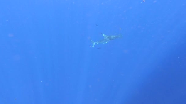 Een haai gewond door een plastic visnet zwemt in onderwater oceaan afgrond. — Stockvideo