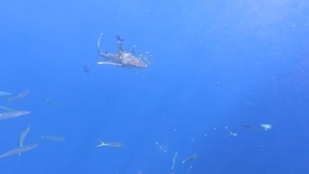 A shark wounded by a plastic fishing net swims in underwater ocean abyss. — Stock Video