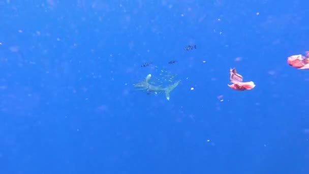 Žralok longimanus zraněný plastovou rybářskou sítí plave pod hladinou oceánu. — Stock video