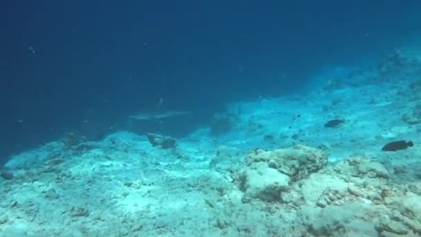 Silberhai, Carcharhinus albimargin, schwimmt in der blauen Tiefe. — Stockvideo