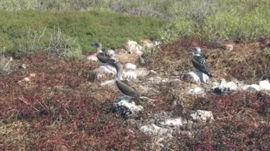 Mavi Ayaklı Deniz Kuşları Galapagos 'ta Dans ve Çiftleşme Çağrısı.