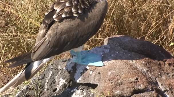 Aves marinhas Blue-Footed Booby Dançando e acasalando Call to Partner em Galápagos. — Vídeo de Stock