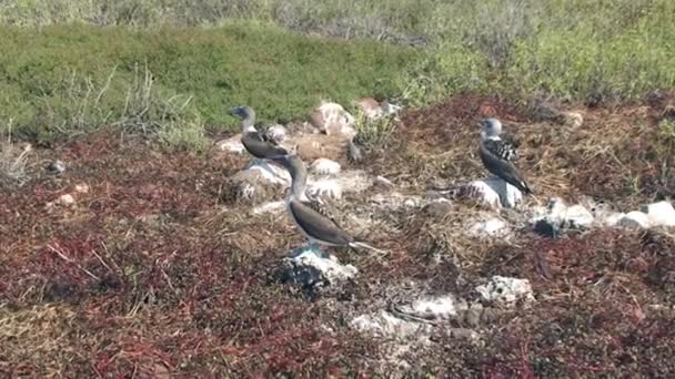 Aves marinhas Blue-Footed Booby Dançando e acasalando Call to Partner em Galápagos. — Vídeo de Stock