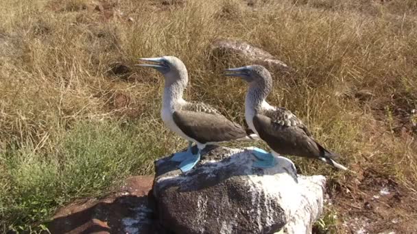 Blue-Footed Booby bailando y silbando apareamiento Llamado a su socio en Seymour Norte Galápagos. — Vídeo de stock