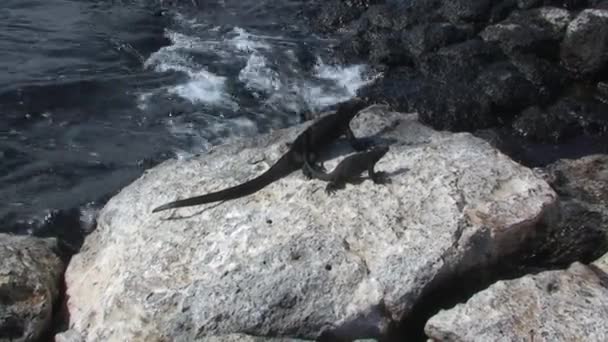 Gelber Landleguan ruht auf grünem Vegetationsboden der Galapagos-Inseln — Stockvideo