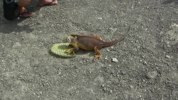 Gelber Landleguan ruht auf grünem Vegetationsboden der Galapagos-Inseln — Stockvideo