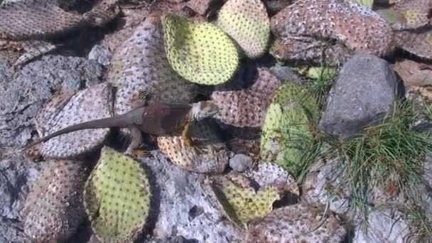 Tanah Kuning Iguana Beristirahat di Tanah Hijau Vegetated dari Kepulauan Galapagos — Stok Video