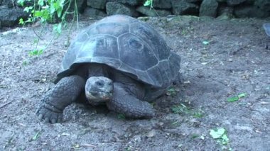 Dev Kaplumbağa Galapagos Adalarında Yeşillikler Arasında Kameraya Doğru Yürüyor