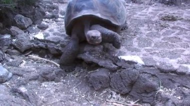 Dev Kaplumbağa Galapagos Adalarında Yeşillikler Arasında Kameraya Doğru Yürüyor