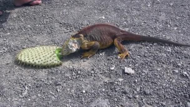 Terra Gialla Iguana che riposa sul terreno vegetale verde delle isole Galapagos — Video Stock