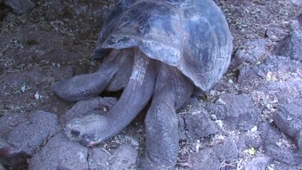 Giant Tortoise Walking Towards Camera Through Foliage in the Galapagos Islands — Stock Video