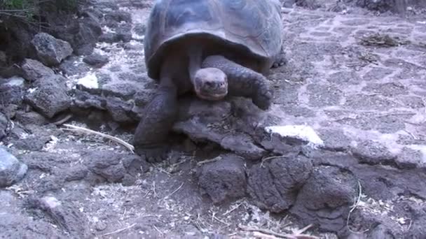 ガラパゴス諸島の葉をカメラに向かって歩く巨大な亀 — ストック動画