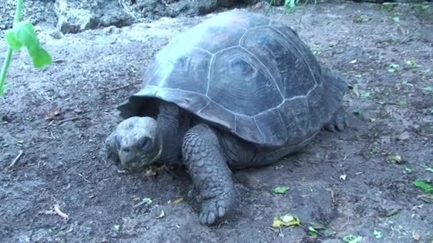 Giant Tortoise Walking Towards Camera Through Foliage in the Galapagos Islands — Stock Video