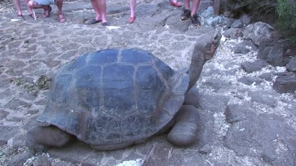 Tartaruga gigante caminhando em direção à câmera através de folhagem nas Ilhas Galápagos — Vídeo de Stock