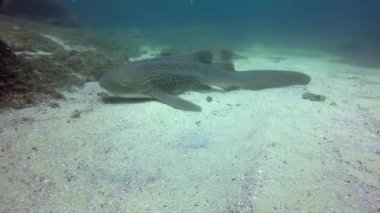 Zebra Köpekbalığı ya da Leopar Köpekbalığı Yaklaş.