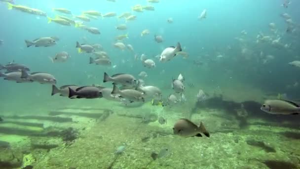 Paesaggio sottomarino della barriera corallina tropicale . — Video Stock