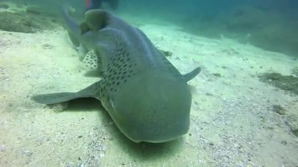 Zebra Shark Or Leopard Shark Close Up. — Stock Video