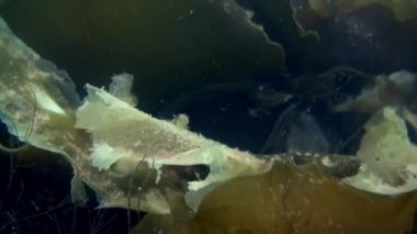 Kuzey Buz Denizi 'nin sualtı manzarası.