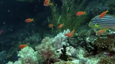 Deniz altında yiyecek aramak için mavi zemin üzerinde mercan balığı sürüsü.