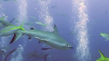 Bahamalar 'daki deniz yaban hayatında köpekbalığı sürüsü olan insanlar..