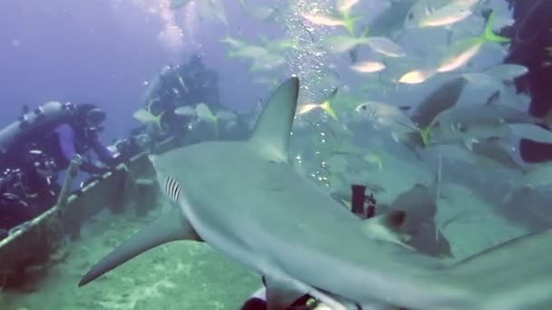 Personas con manada de tiburones en la fauna marina submarina de Bahamas. — Vídeo de stock