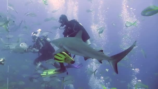 Pessoas com maço de tubarões em vida marinha subaquática das Bahamas. — Vídeo de Stock