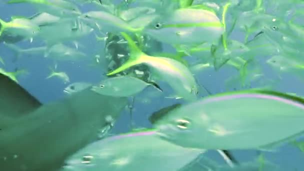 People with pack of sharks in underwater marine wildlife of Bahamas. — Stock Video