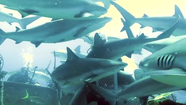 Pessoas com maço de tubarões em vida marinha subaquática das Bahamas. — Vídeo de Stock