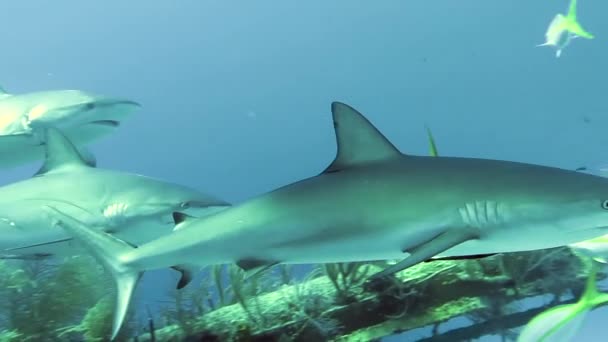 People with pack of sharks in underwater marine wildlife of Bahamas. — Stock Video