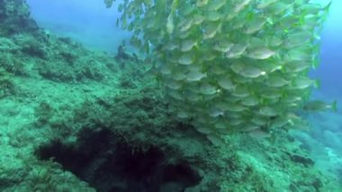 Atlantik Okyanusu 'nda volkanik kökenli kumlu zeminde su altında balık sürüsü.