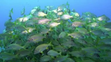 Atlantik Okyanusu 'nda volkanik kökenli kumlu zeminde su altında balık sürüsü.