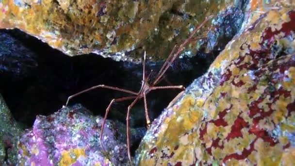 Макровидео о морских пауках под водой на дне вулкана в Атлантическом океане. — стоковое видео