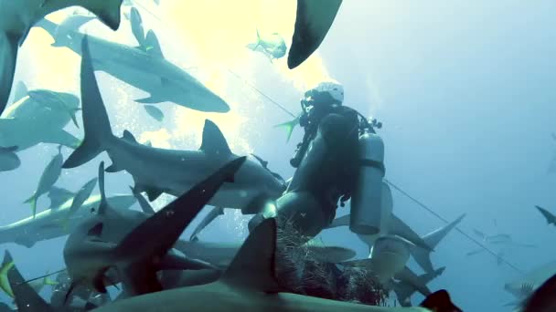 Mensen met een roedel haaien in de onderwaterfauna van Bahama 's. — Stockvideo