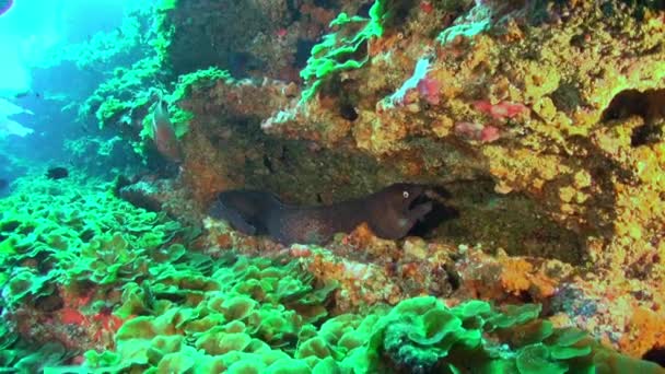 Moray gigante anguila y limpiador wrasse peces bajo el agua en el fondo arenoso de origen volcánico en el océano Atlántico. — Vídeos de Stock