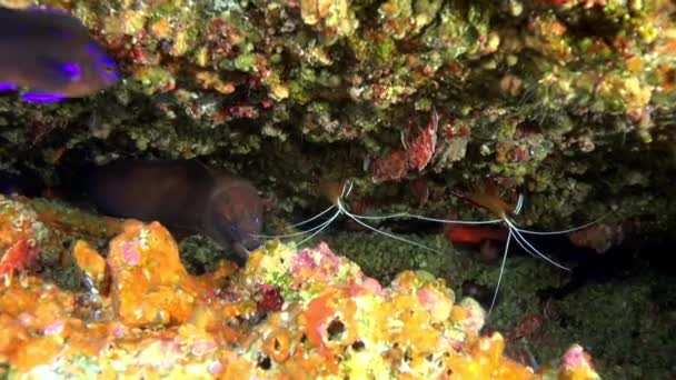 Gigante Moray Anguilla e Cleaner wrasse pesce sott'acqua su fondo sabbioso di origine vulcanica nell'oceano Atlantico. — Video Stock