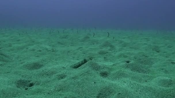 Vídeo macro sobre peces planos bajo el agua en el fondo arenoso de origen volcánico en el océano Atlántico. — Vídeo de stock