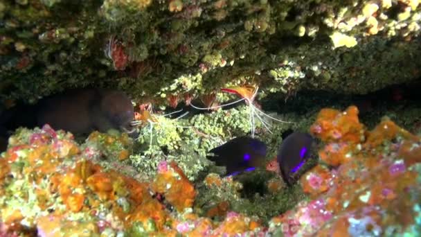 Giant Moray Eel and Cleaner wrasse fish under vatten på sandbotten av vulkaniskt ursprung i Atlanten. — Stockvideo