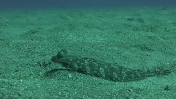 Macro video sui pesci piatti sottomarini sul fondo sabbioso di origine vulcanica nell'oceano Atlantico. — Video Stock