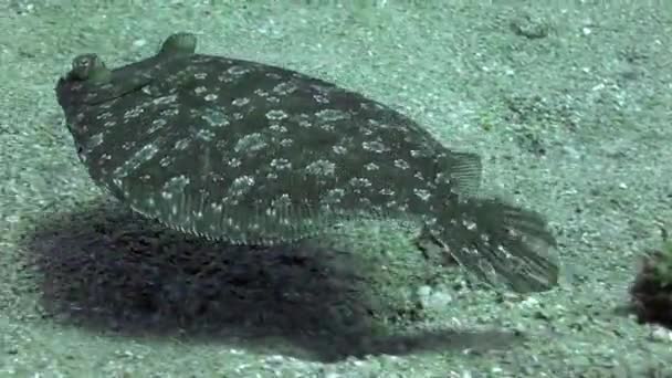 Video makro tentang ikan pipih di bawah air di dasar berpasir vulkanik asal di Samudera Atlantik. — Stok Video