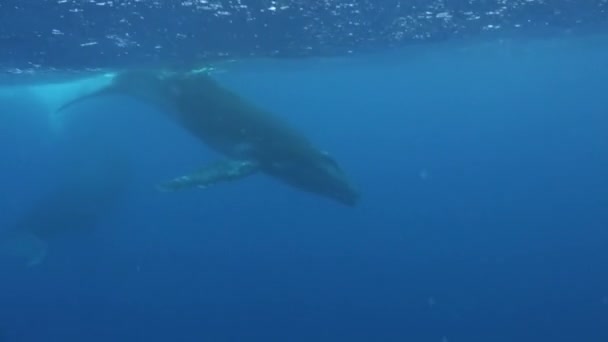 Горбатые киты под водой Тихого океана. — стоковое видео