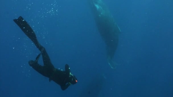 Curious Young humpback whale calf swims near diver underwater in Pacific Ocean. — Stock Video