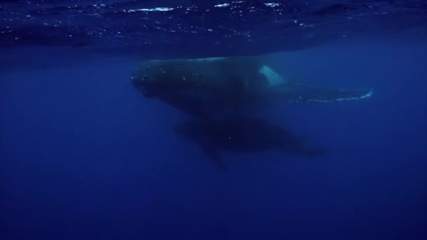 Молодой горбатый кит с коровьим китом под водой в Тихом океане. — стоковое видео