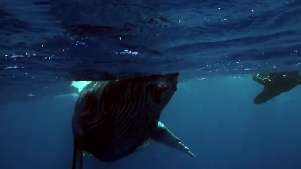 Potápěči plavou s hrbatou velrybou pod vodou v Tichém oceánu. — Stock video